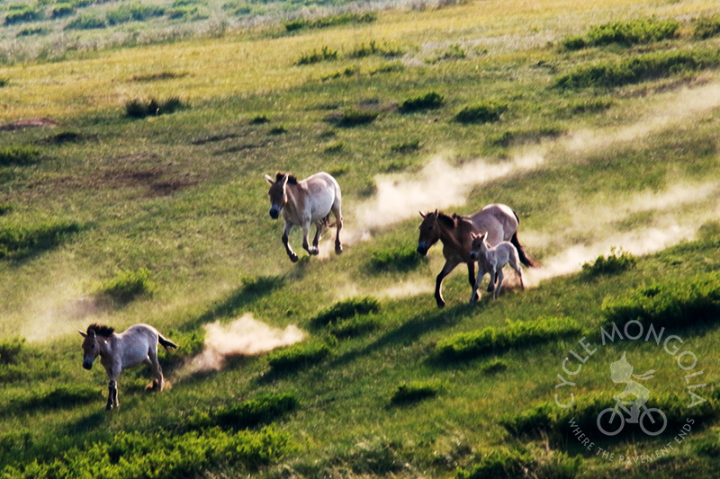Przewalski's horses galloping in Khustai National Park