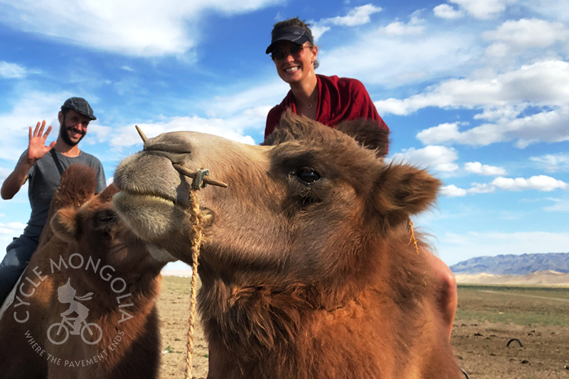 Two humped Bactrian Camel - Gobi Desert